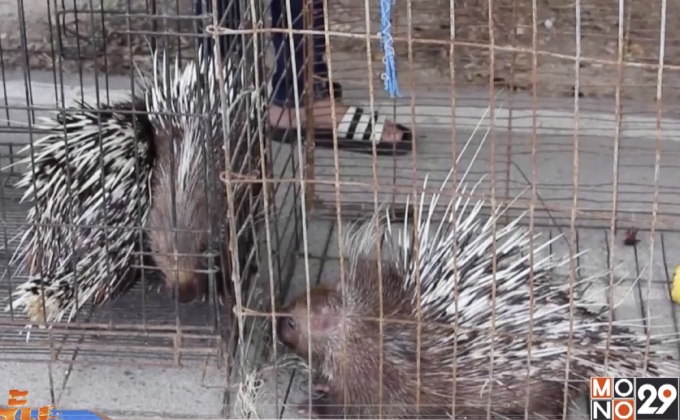 จับผู้ค้าสัตว์ป่าผ่านเฟซบุ๊ก จ.ราชบุรี