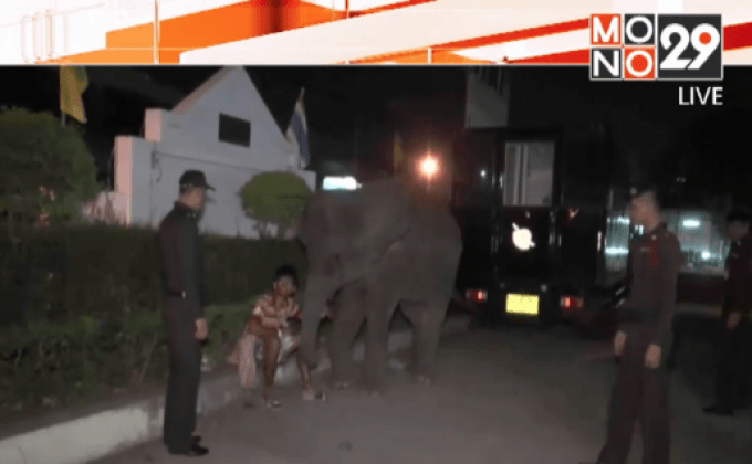 ออกเทศบัญญัติห้ามช้างเร่ร่อน จ.บุรีรัมย์