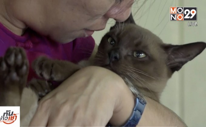 “แมวศุภลักษณ์” กลับมาเป็นสัญลักษณ์ของเมียนมาอีกครั้ง