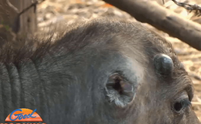 เจ้าของควายหูขาด ยันไม่แจ้งความเอาผิด