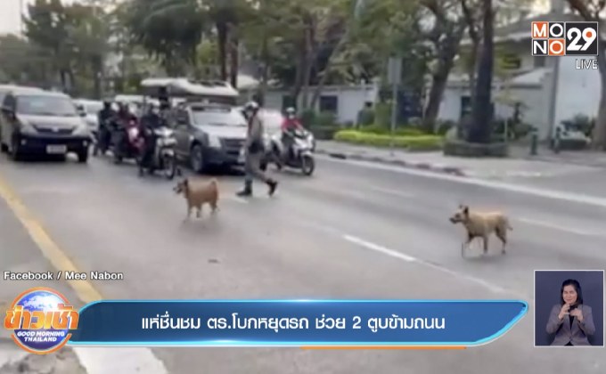 แห่ชื่นชม ตร.โบกหยุดรถ ช่วย 2 ตูบข้ามถนน