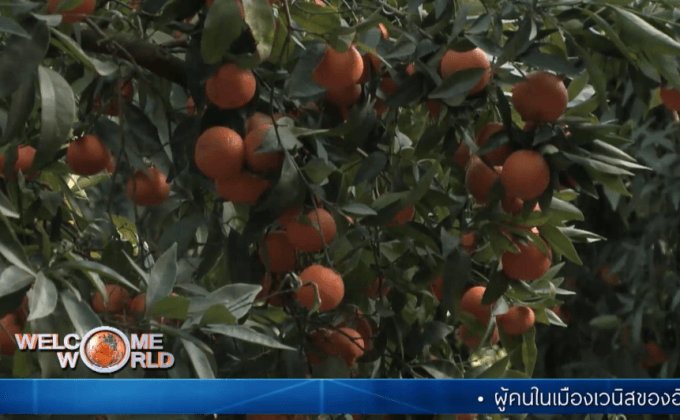 เมืองหลวงแห่งส้มของโมรอกโก