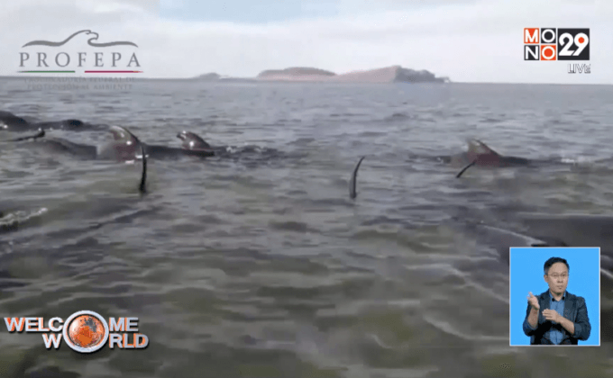 วาฬเกยตื้นที่หาดในเม็กซิโก ตาย 24 ตัว