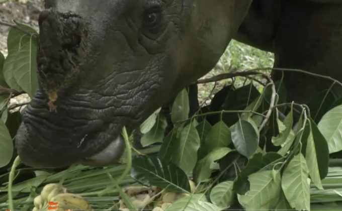 แรดอินเดียตัวเดียวในไทยที่สวนสัตว์เชียงใหม่