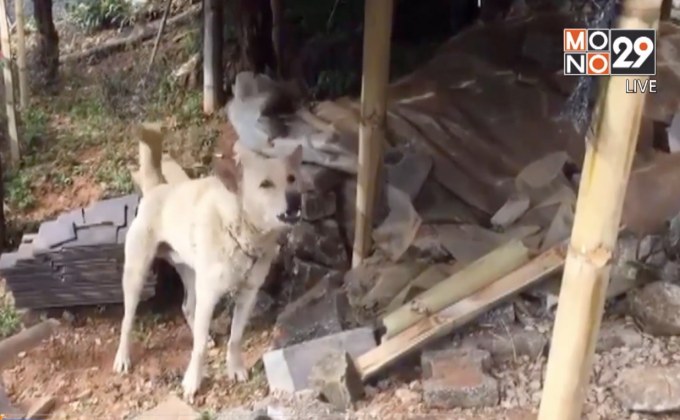 พบเชื้อพิษสุนัขบ้าเพิ่ม จ.เชียงราย