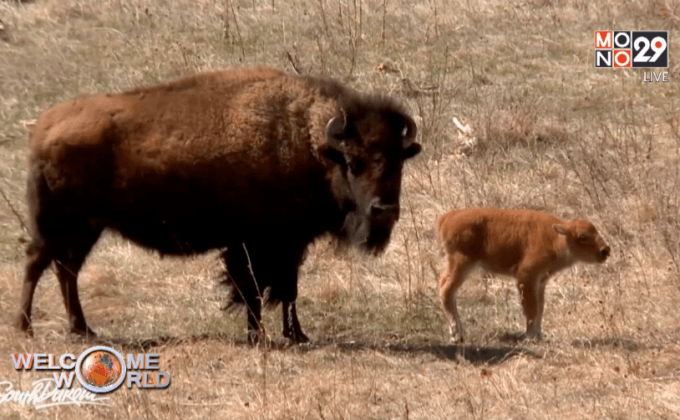 ควายเกิดใหม่ตัวแรกของคัสเตอร์ สเตท พาร์ค ในสหรัฐฯ