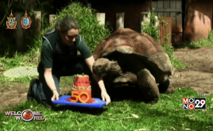 เต่ากาลาปากอสอายุ 50 ปีในออสเตรเลีย