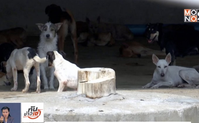 กทม.เร่งแก้ปัญหาสุนัขจรจัด