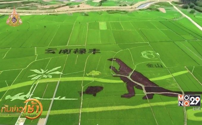 นาข้าวรูปไดโนเสาร์ในจีน