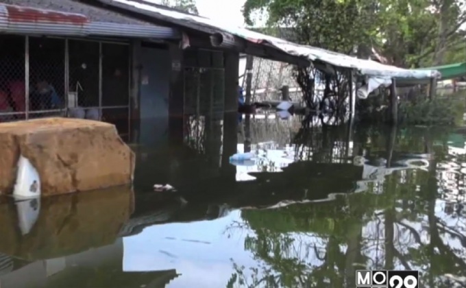 น้ำท่วมขังจังหวัดตรังเริ่มเน่าเสียจากบ่อกำจัดขยะ