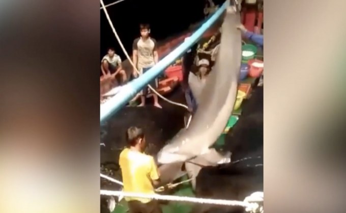 แจงคลิปเรือจับโลมาไม่ใช่สัญชาติไทย