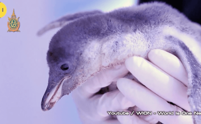 เพนกวินที่เกิดจากการผสมเทียมตัวแรกของโลกในญี่ปุ่น