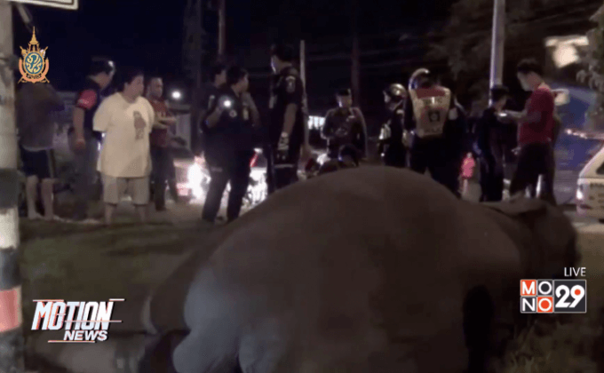 ช้างถูกไฟฟ้าช็อตล้ม จ.นครนายก