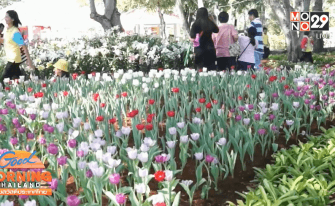 จ.ขอนแก่น เร่งเปลี่ยนต้นทิวลิป-ลิลลี่ 2,665 ต้น