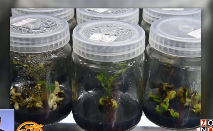 ต้นอ่อนมะม่วงรอดชีวิตบนอวกาศ