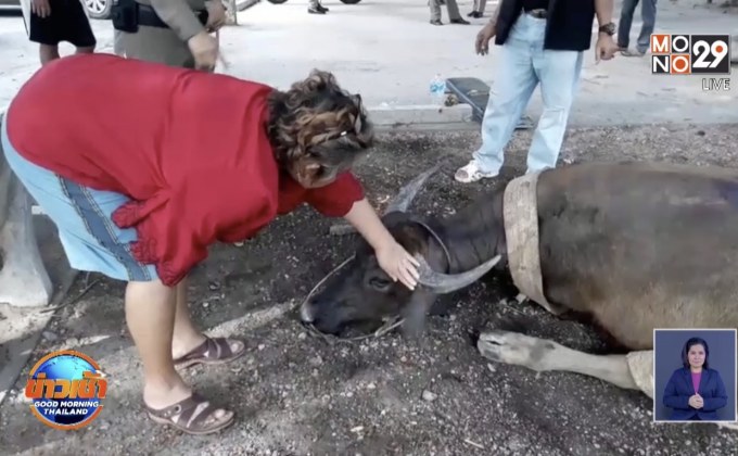 ผู้ใจบุญรับผิดชอบค่าใช้จ่ายรักษากระบือท้องแก่ถูกรถบัสชน