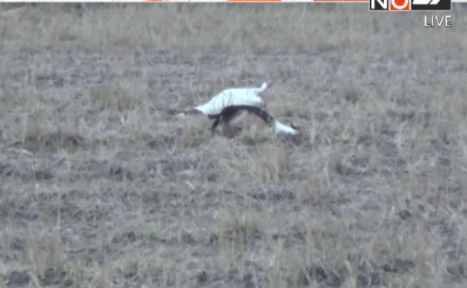 แพะตายปริศนา จ. อ่างทอง