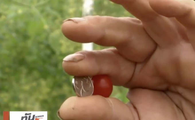 “มะเขือเทศหยดน้ำ” เล็กที่สุดในโลก