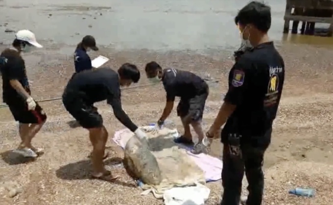 พบซากโลมาเกยตื้นใกล้แหลมงอบ จ.ตราด