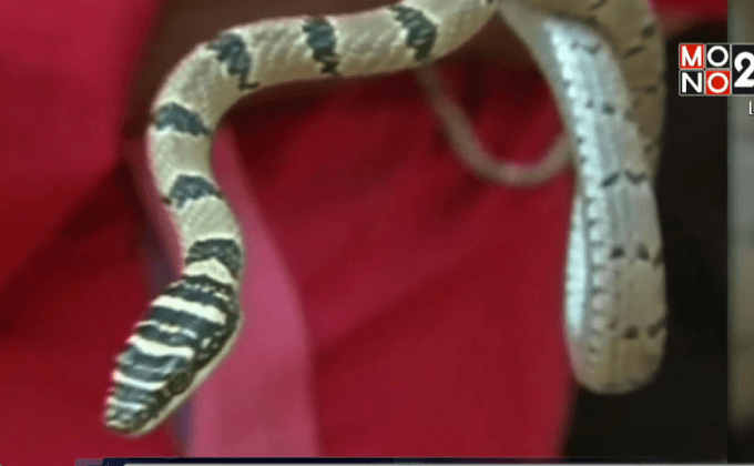 ชาวบ้านพบงูบินได้ในอินเดีย