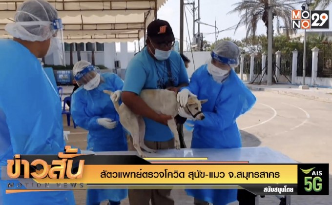 สัตวแพทย์ตรวจโควิด สุนัข-แมว จ.สมุทรสาคร