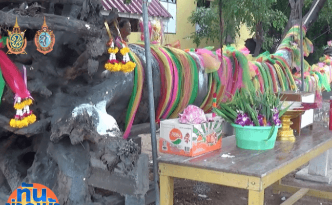 แห่กราบไหว้ต้นตะเคียน หลังขุดพบในวังกุ้ง