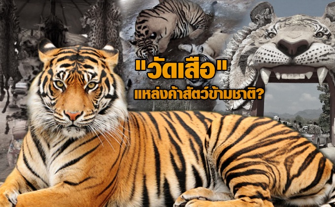 “วัดเสือ” แหล่งค้าสัตว์ข้ามชาติ?