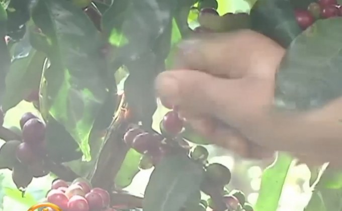 ​อุตสาหกรรมกาแฟโคลอมเบียจะฟื้นฟูขึ้นในปีนี้