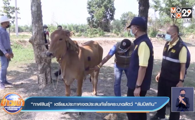 “กาฬสินธุ์” เตรียมประกาศเขตประสบภัยโรคระบาดสัตว์ “ลัมปีสกิน”