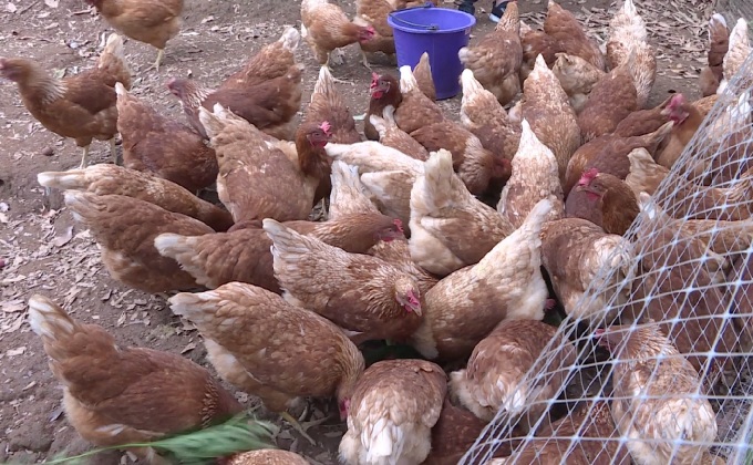 ชวนกินไข่ไก่ออร์แกนิกดอยวาวี เชียงราย