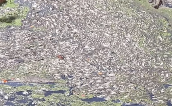 ปลาในคลองสาธารณะตายจำนวนมาก จ.ราชบุรี