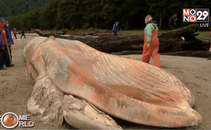 พบซากวาฬ 337 ตัวเกยตื้นในชิลี