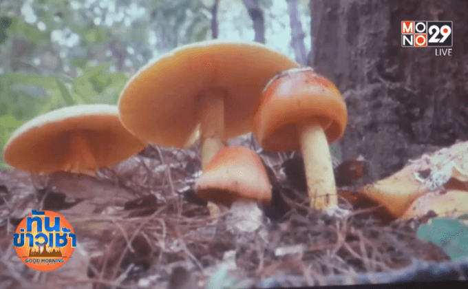 เตือนห้ามกินเห็ดระโงกหิน พิษแรงตายภายใน 4 ชม.