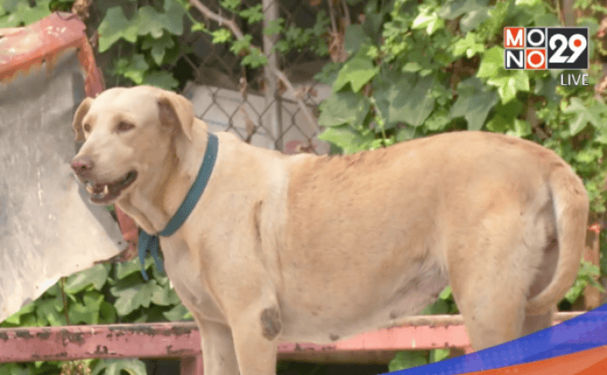 ประชาพิจารณ์แก้ปัญหาสุนัขจรจัดแฟลตตำรวจฯ