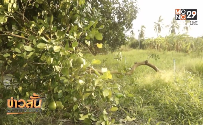 สำรวจความเสียหายสวนส้มโอทับทิมสยาม