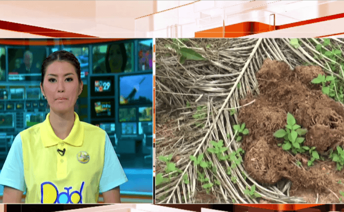 ช้างป่าเข้ามาหากินสวนปาล์มน้ำมันฉะเชิงเทรา