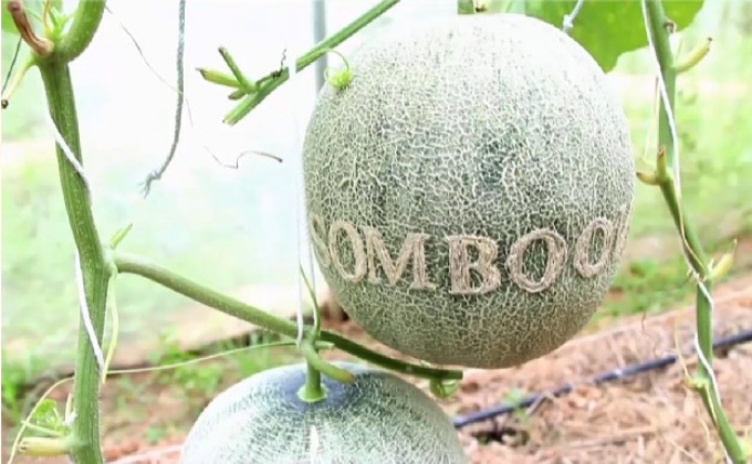 สลักชื่อบนลูกเมล่อน เพิ่มมูลค่าให้เกษตรกรเมืองตรัง