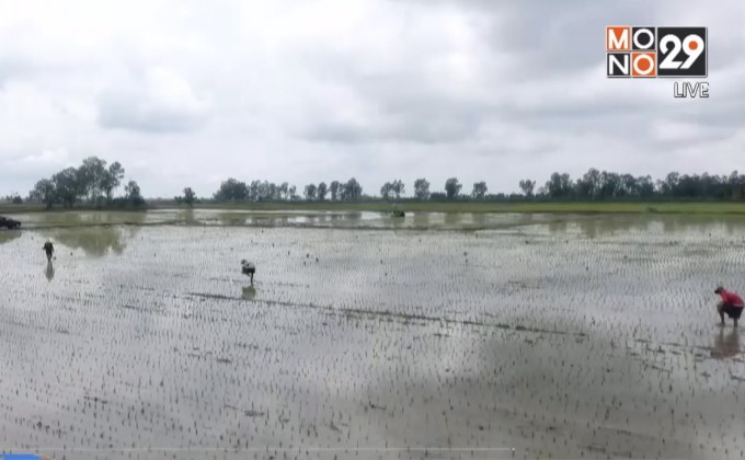 ถือฤกษ์วันพืชมงคลชาวนาพิจิตรเริ่มปลูกข้าว