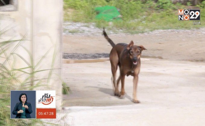 แก้ปัญหาสุนัขจรจัด อ.ดอยสะเก็ด จ.เชียงใหม่