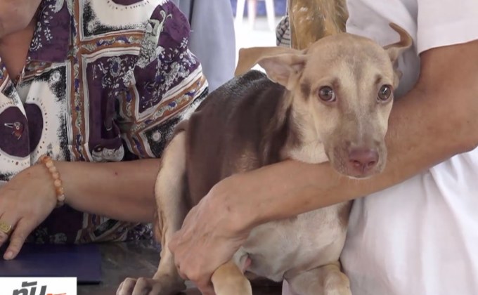 หนุนเก็บภาษีสัตว์เลี้ยง ลดปัญหาหมา-แมวจรจัด