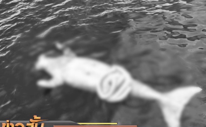 พบซากพะยูนใกล้เกาะไหง ทะเลกระบี่