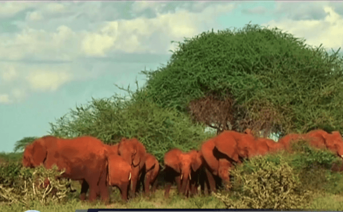 ติดตามช้างป่าในเคนยา