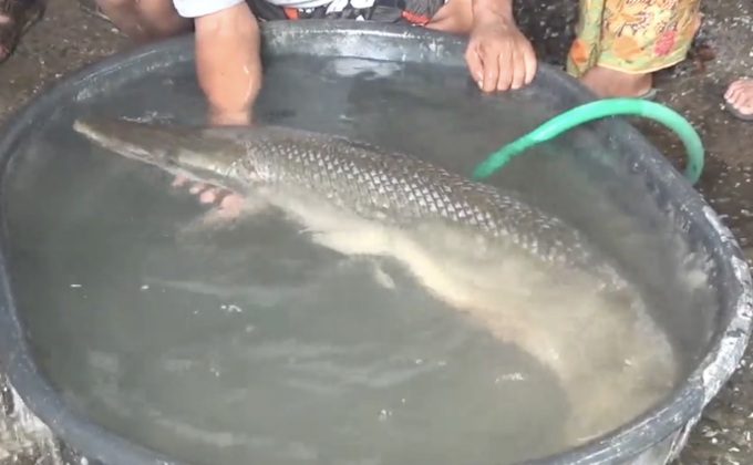 พบปลาประหลาดในแหล่งน้ำ จ.ชลบุรี