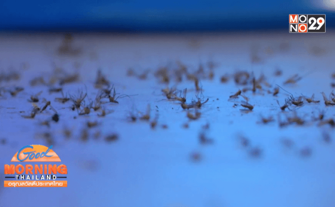 ข้อแตกต่างระหว่างไข้หวัดและไข้เลือดออก