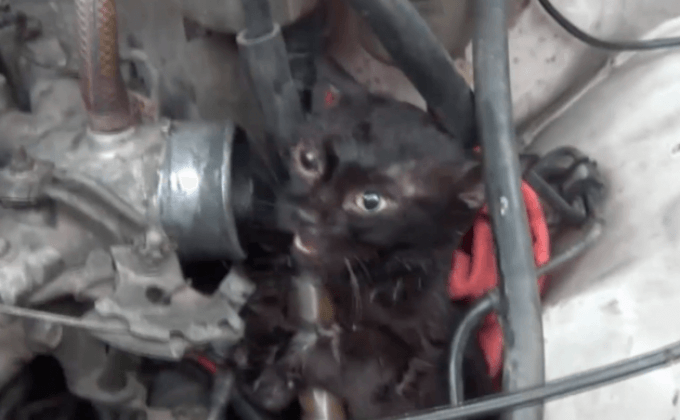 ช่วยแมวเปอร์เซียติดห้องเครื่องรถกระบะ