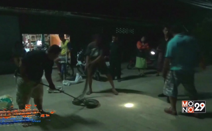 จับงูเหลือมความยาว 3 เมตรกลางถนน จ.สุโขทัย