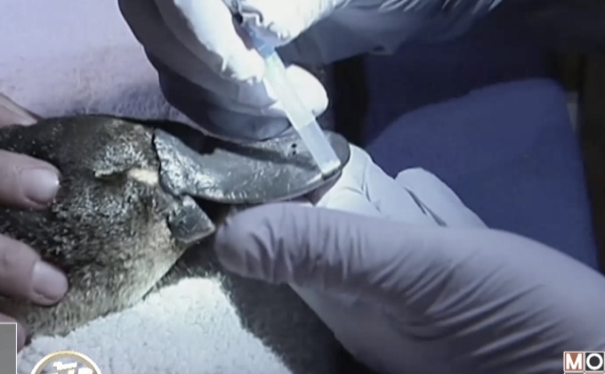 ตุ่นปากเป็ดในออสเตรเลียเสี่ยงสูญพันธุ์