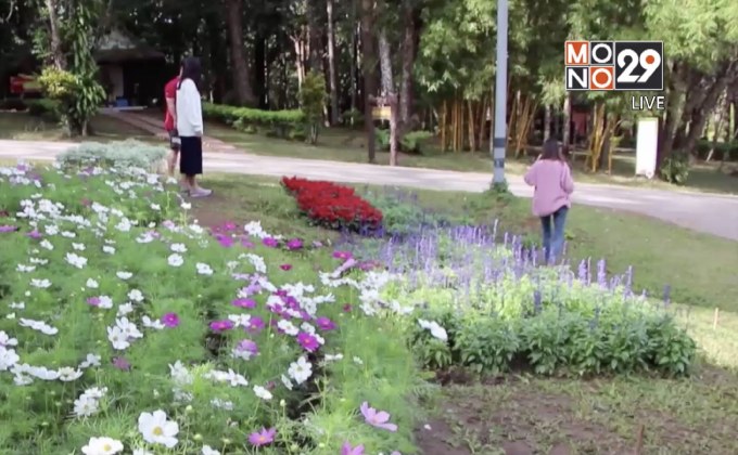 นทท.ชมดอกไม้เมืองหนาว อุทยานแห่งชาติภูหินร่องกล้า