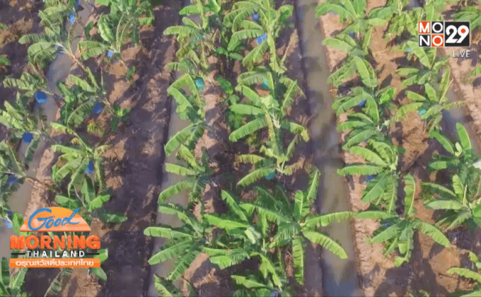 ปลูกกล้วยหอมสร้างรายได้ช่วงเทศกาลตรุษจีน 