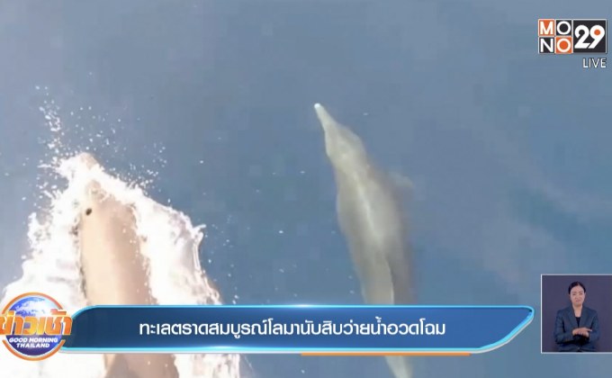 ทะเลตราดสมบูรณ์โลมานับสิบว่ายน้ำอวดโฉม